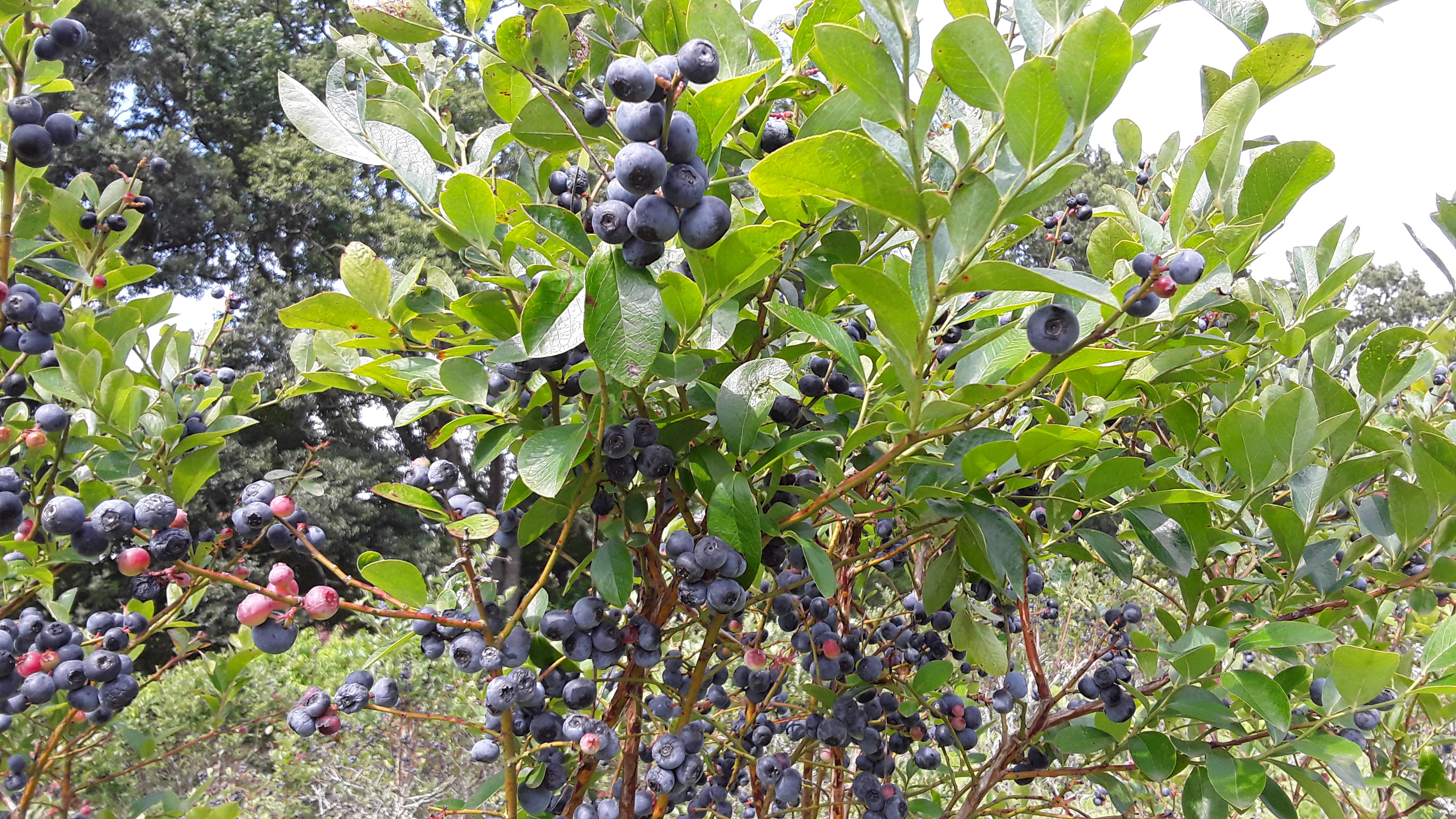 20190630_155809.jpg