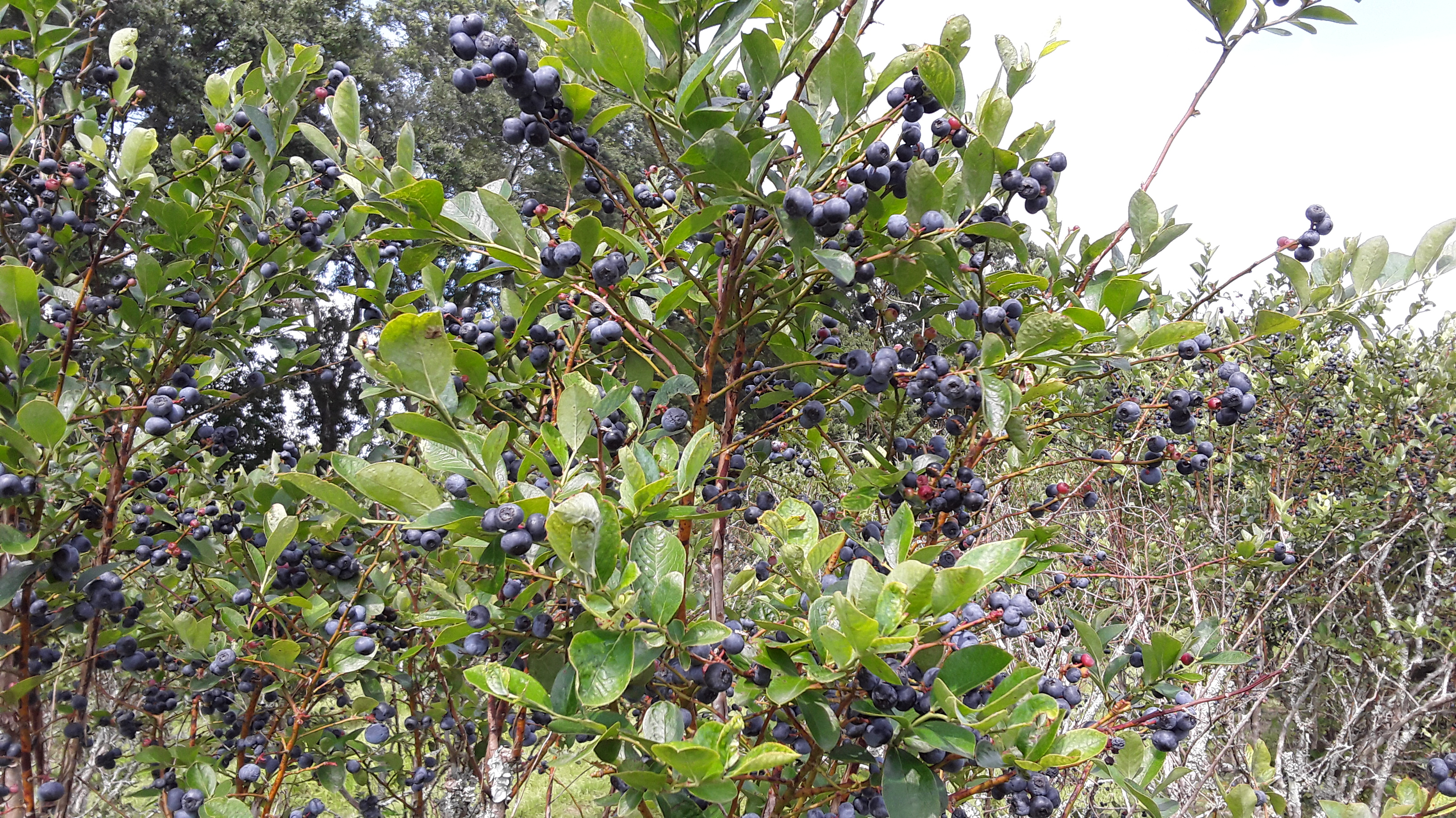20190630_155824.jpg